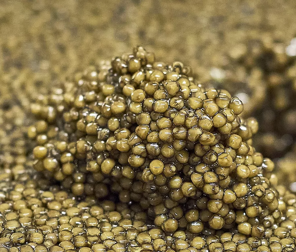 Oscietra, olive-golden caviar grains