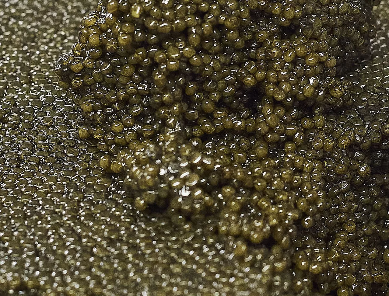 Baerii Royal Select, dark olive-green caviar grains
