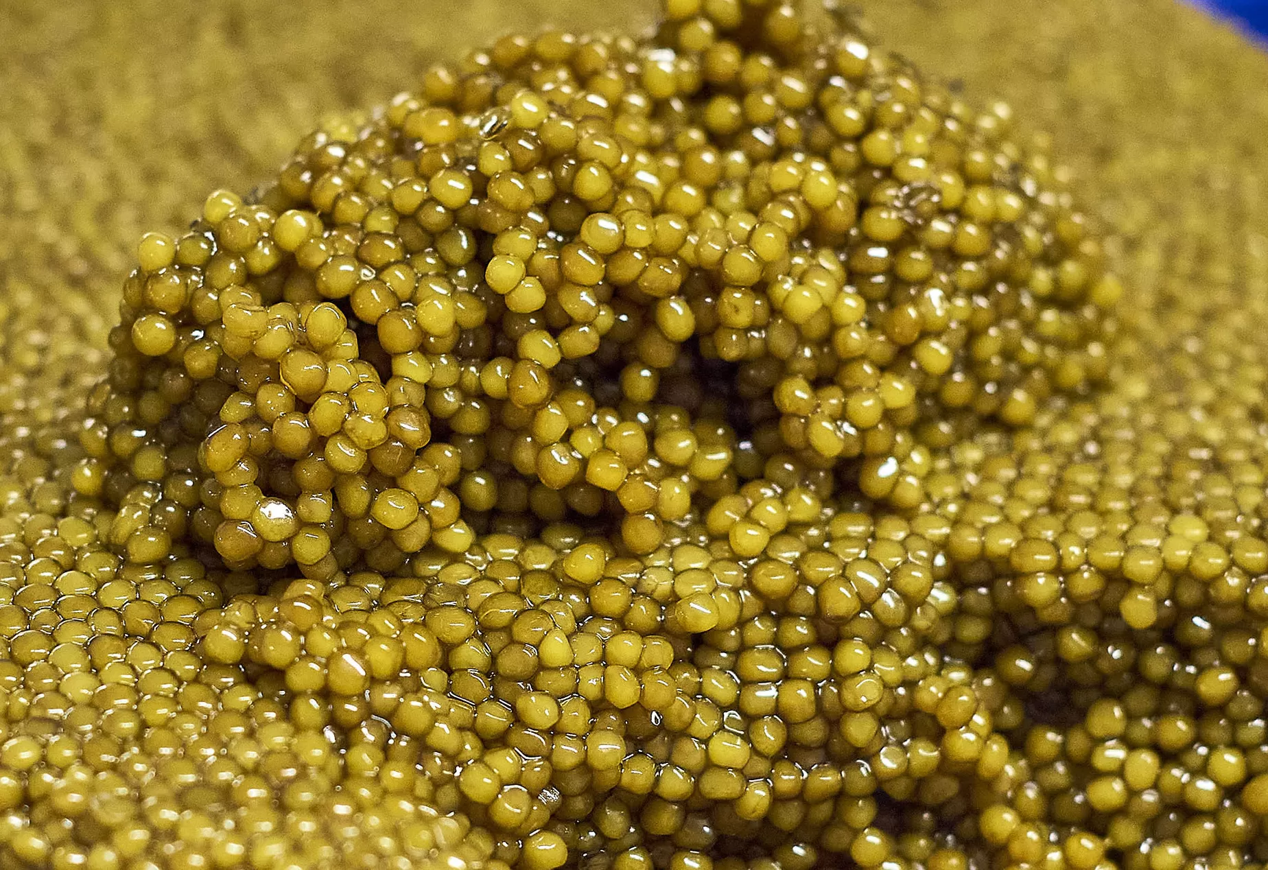 Imperial Gold, bright golden caviar grains